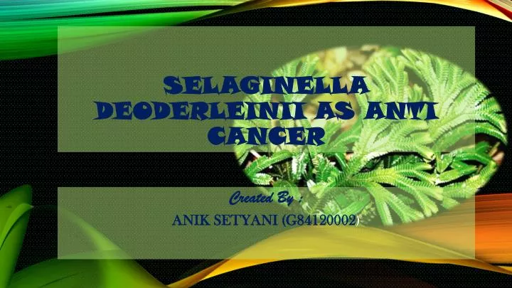 selaginella deoderleinii as anti cancer