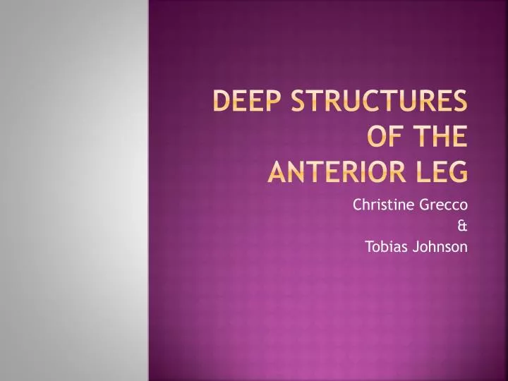 deep structures of the anterior leg