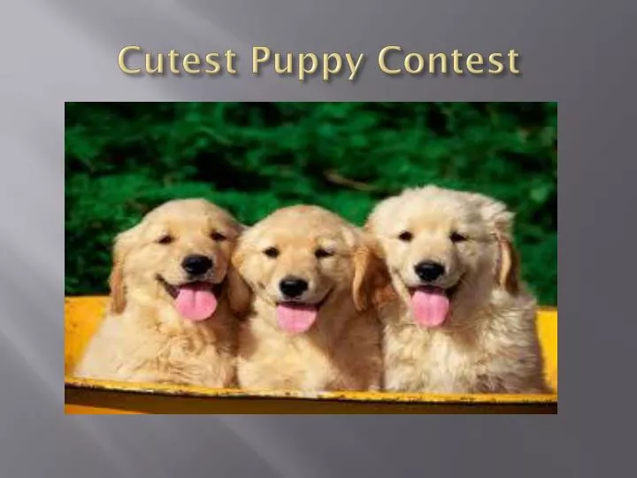 cutest puppy contest