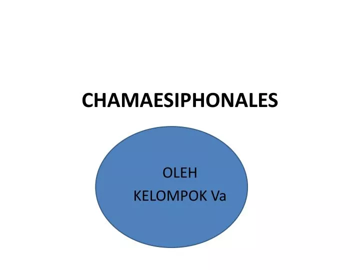 chamaesiphonales