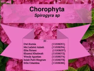 chorophyta spirogyra sp