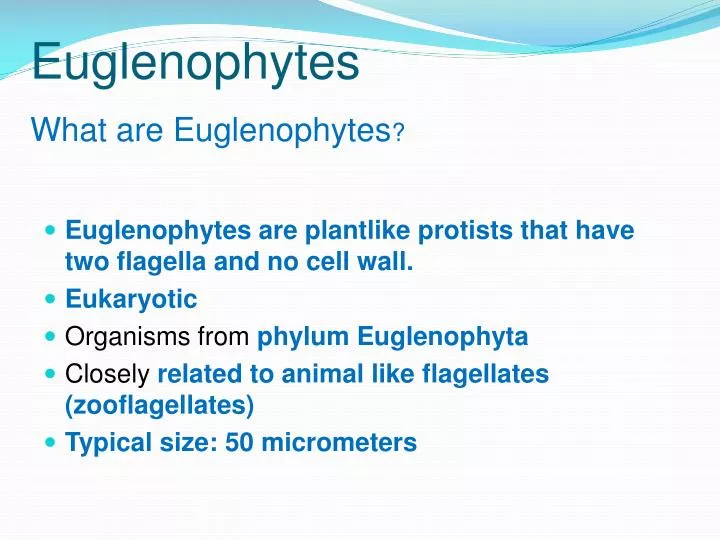 euglenophytes