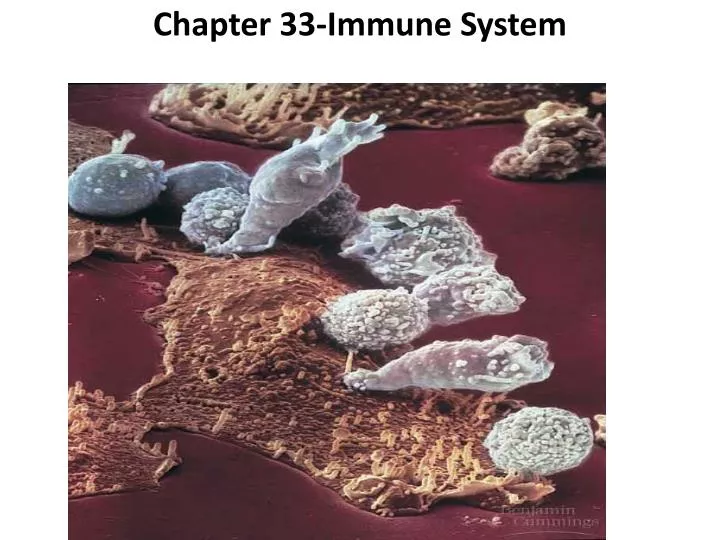chapter 33 immune system