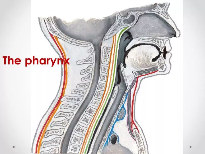 the pharynx