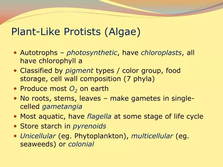 plant like protists algae