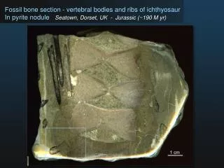 Fossil bone section - vertebral bodies and ribs of ichthyosaur