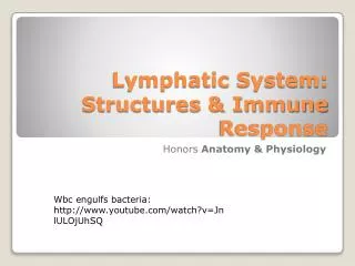 Lymphatic System: Structures &amp; Immune Response