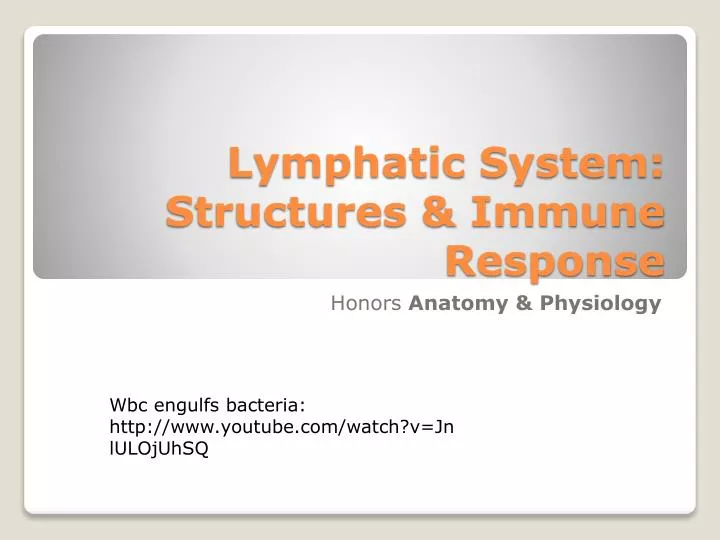 lymphatic system structures immune response