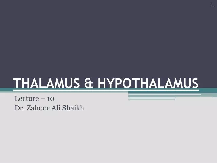 thalamus hypothalamus