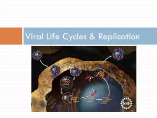 Viral Life Cycles &amp; Replication