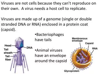 Bacteriophages have tails Animal viruses have an envelope around the capsid