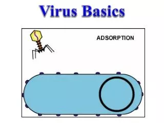 Virus Basics