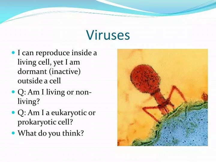 viruses