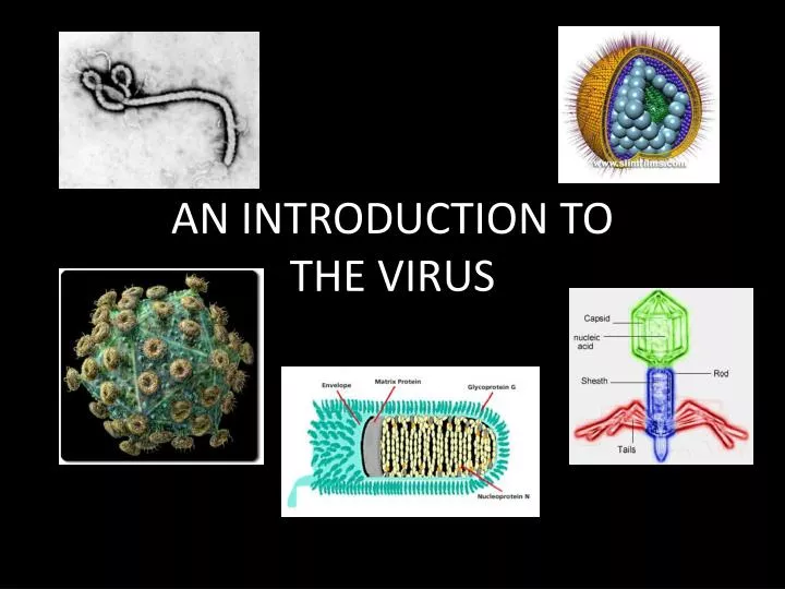 an introduction to the virus