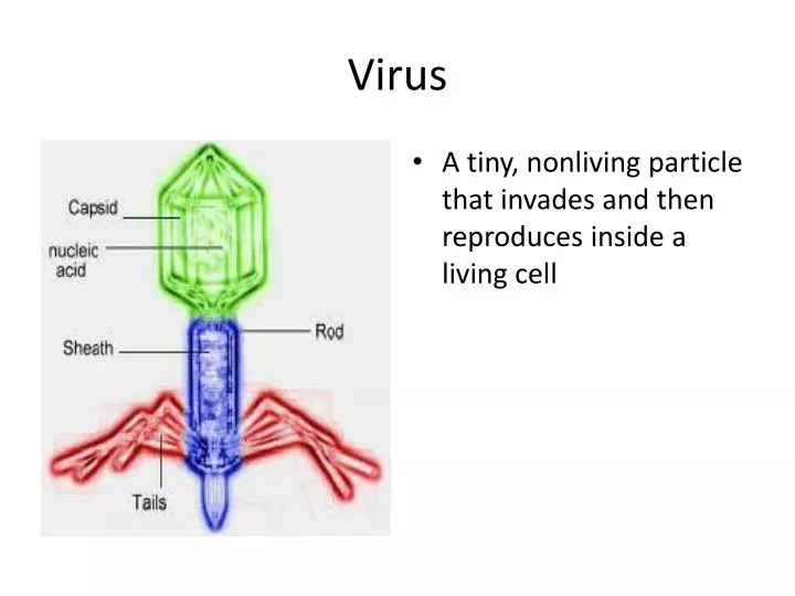 virus