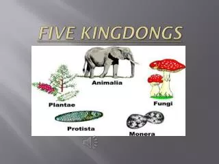 Five kingdongs