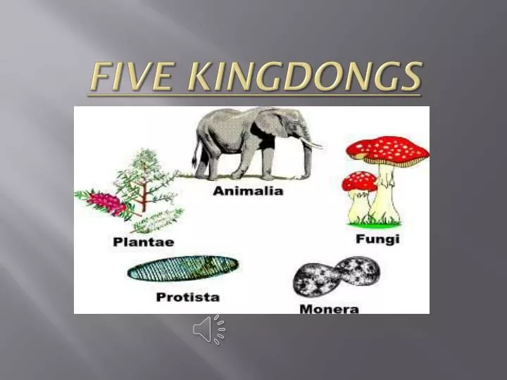 five kingdongs