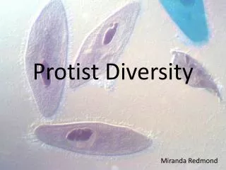 Protist Diversity