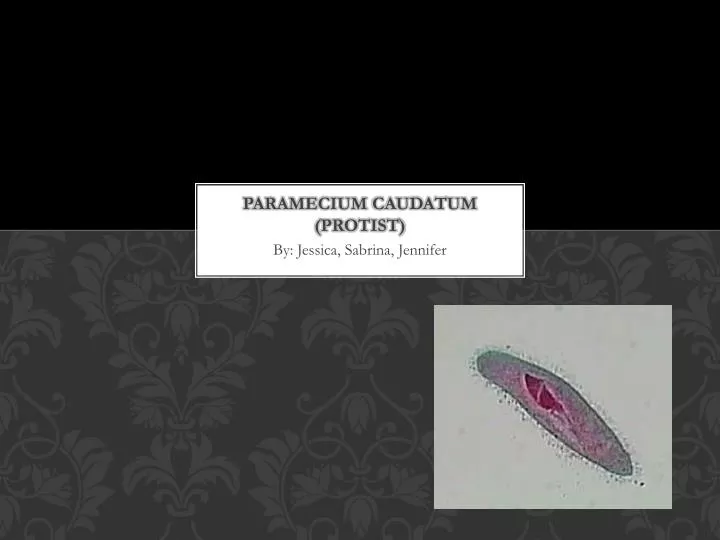 paramecium caudatum protist