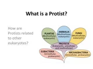 What is a Protist ?