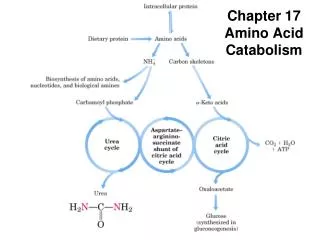 Chapter 17 Amino Acid Catabolism