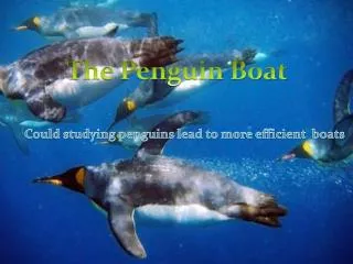 Could studying penguins lead to more efficient boats