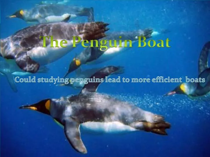 could studying penguins lead to more efficient boats