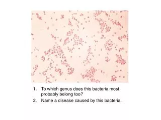 To which genus does this bacteria most probably belong too ?