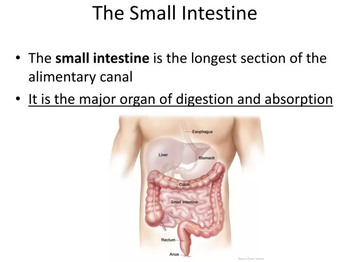 the small intestine