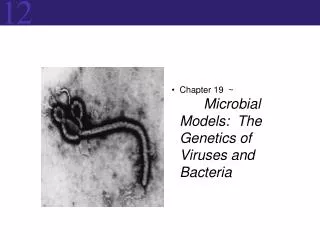 Chapter 19 ~	 Microbial Models: The Genetics of Viruses and Bacteria