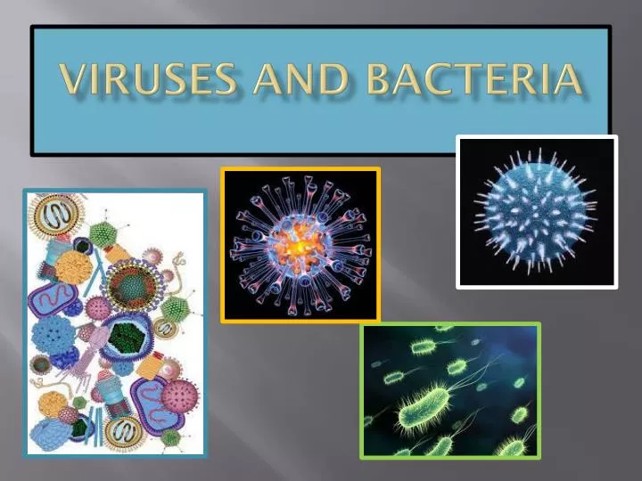 viruses and bacteria