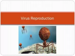Virus Reproduction