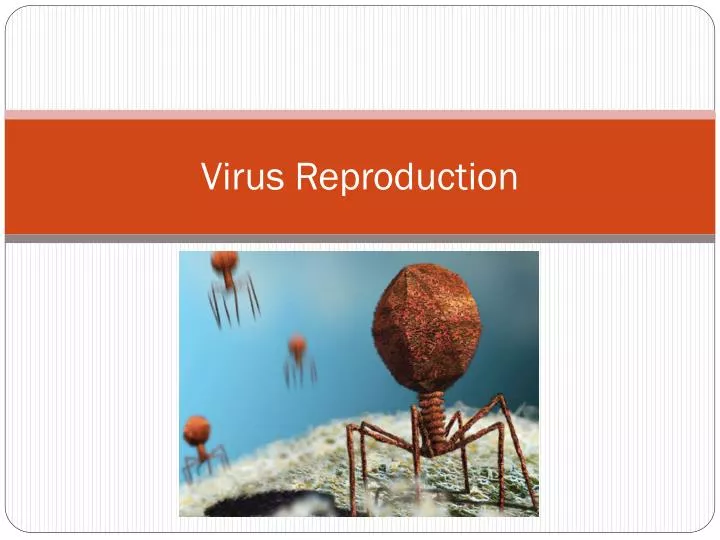 virus reproduction
