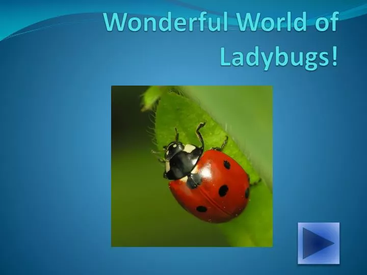 wonderful world of ladybugs