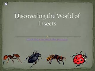 Discovering the World of Insects
