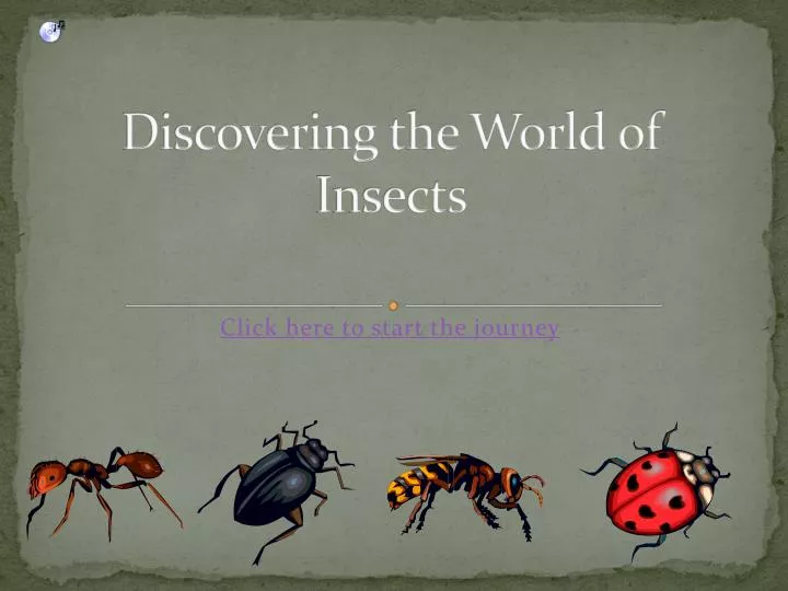 discovering the world of insects
