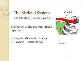 The Skeletal System