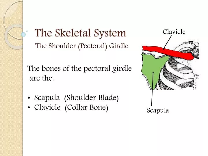 the skeletal system