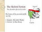 The Skeletal System