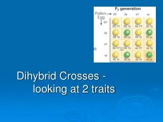 Dihybrid Crosses - 	looking at 2 traits