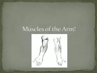 Muscles of the Arm!