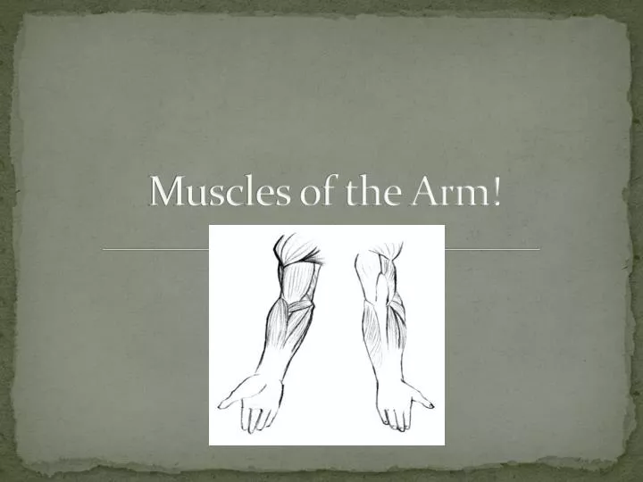 muscles of the arm