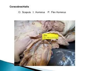 Coracobrachialis