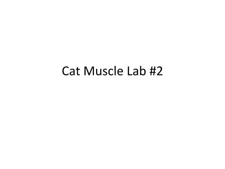 cat muscle lab 2