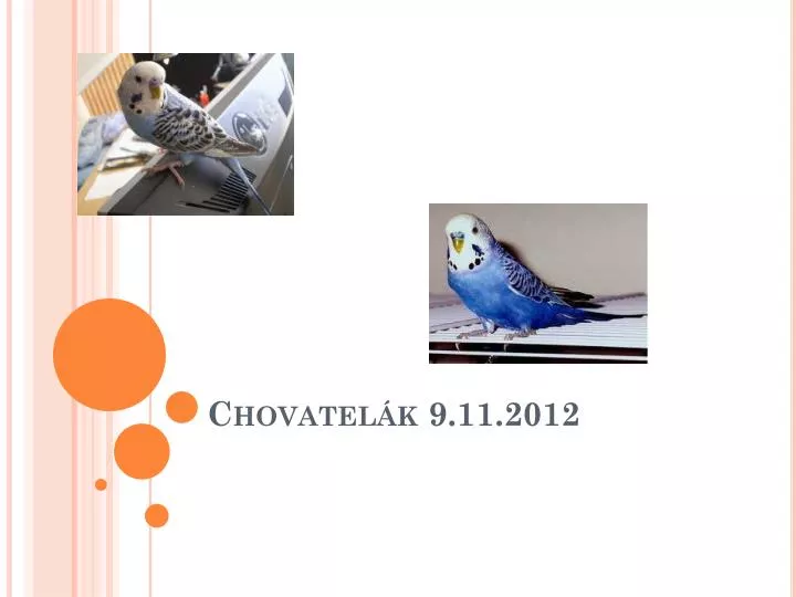 chovatel k 9 11 2012