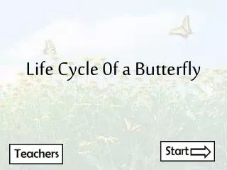 Life Cycle 0f a Butterfly