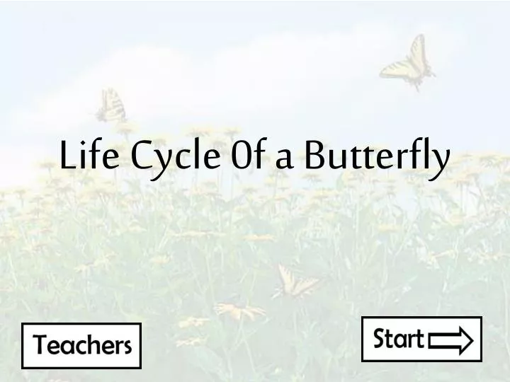 life cycle 0f a butterfly