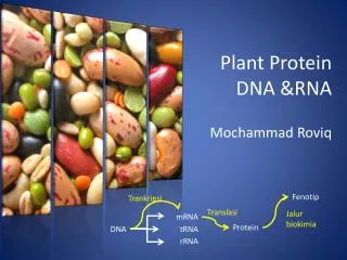 Plant Protein DNA &amp;RNA