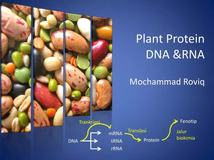 plant protein dna rna