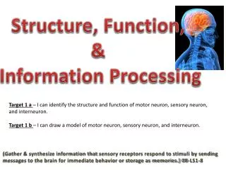 Structure, Function , &amp; Information Processing